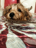 Schwimmbad Henry - Ruby Red - Petites Pommes